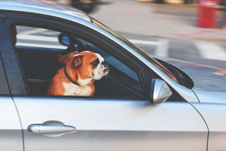 Blog The Car Parfum: Hondengeur verwijderen? Zo doe je dat! 